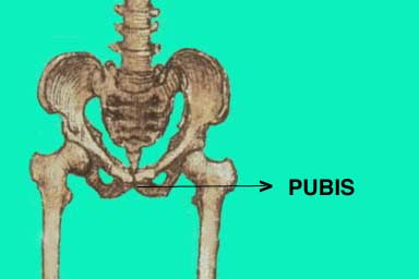 pubis.jpg pubis.jpg