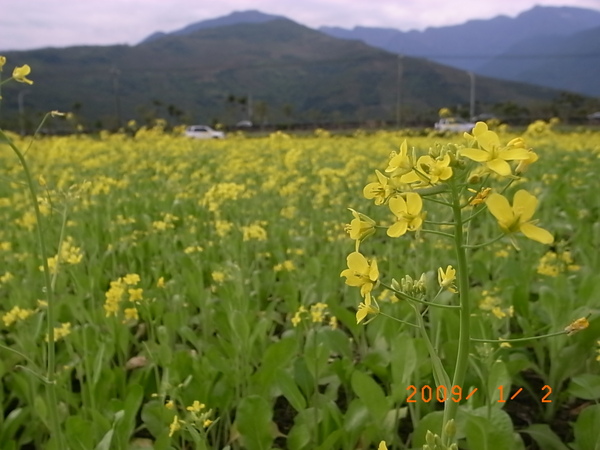 花蓮台九顯旁的花4.JPG