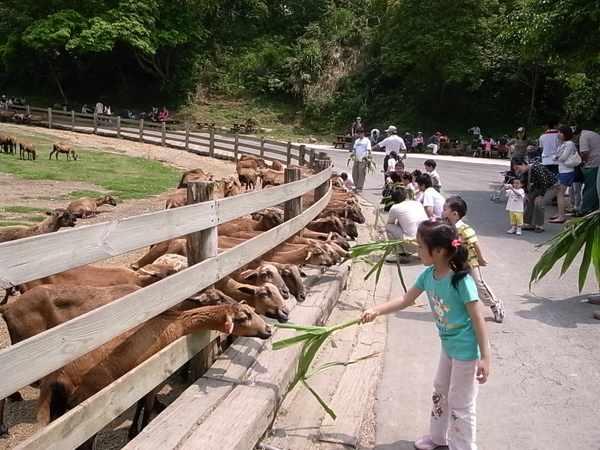 飛牛牧場餵羊.JPG