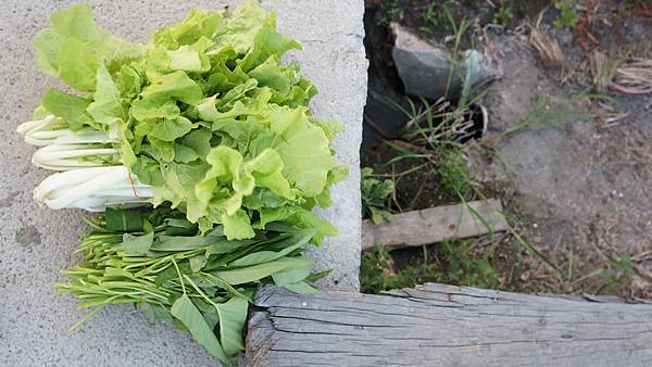 爸爸種的菜.jpg 爸爸種的菜.jpg