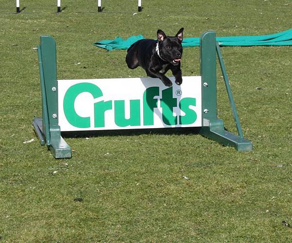 Crufts_agility Crufts_agility