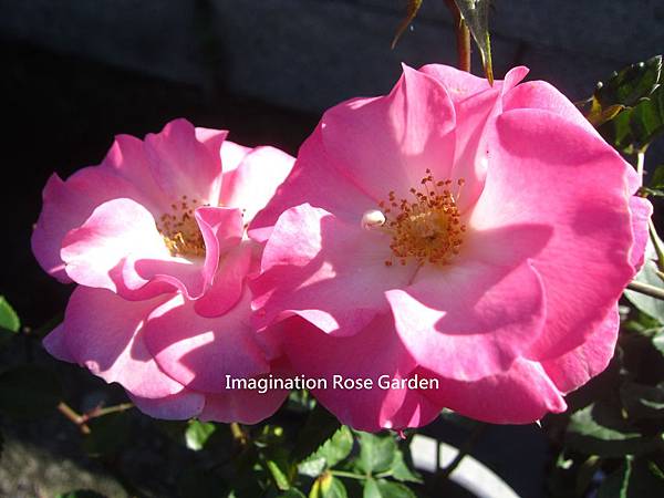 Kimberlina金柏麗娜