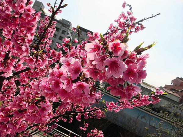 東湖 櫻花2.JPG 東湖 櫻花2.JPG