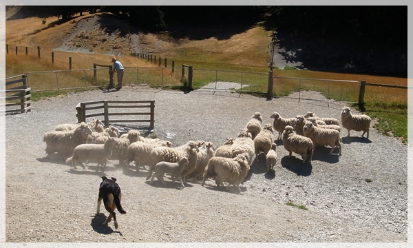 瓦爾特牧場7 瓦爾特牧場7