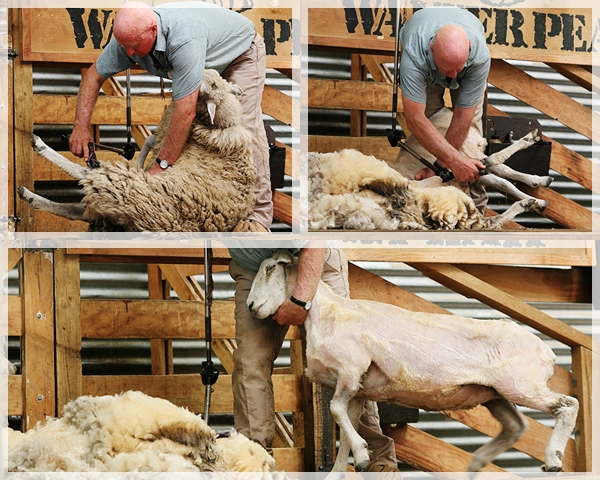 瓦爾特牧場8 瓦爾特牧場8