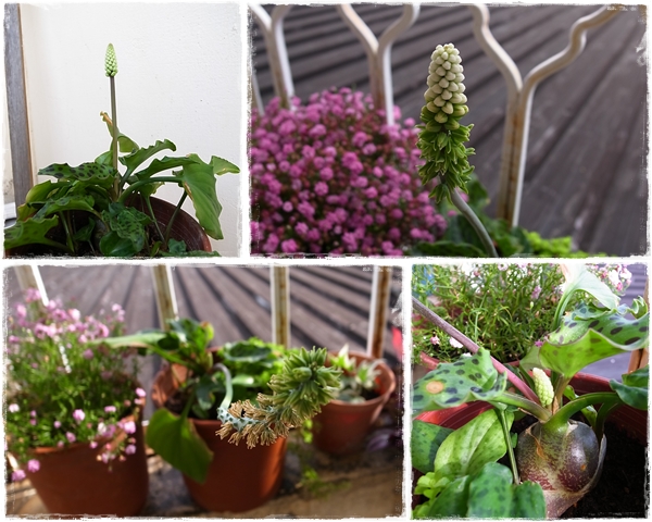 油點百合 - 首株.jpg