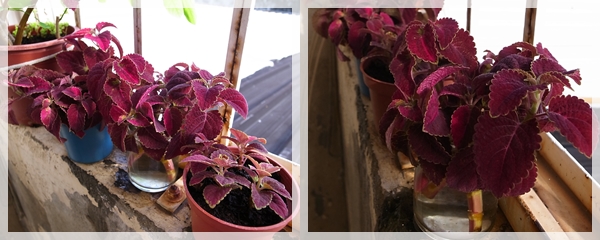 彩葉草 扦插.jpg