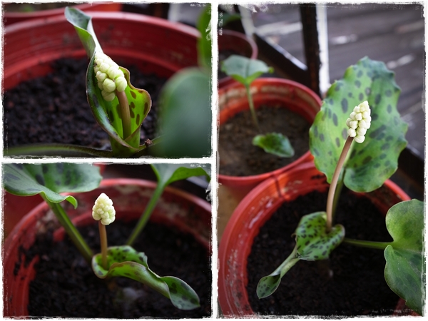 油點百合 - 第二株.jpg