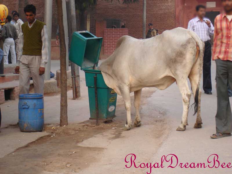 royaldreambee india2 royaldreambee india2