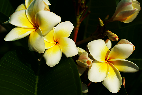 DSC04106.JPG DSC04106.JPG