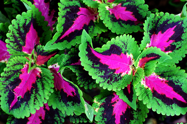 DSC04097.JPG DSC04097.JPG