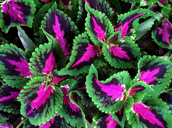 IMAG0386_1s.jpg IMAG0386_1s.jpg