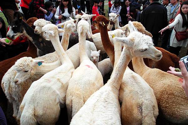 2012.01.26 天馬牧場