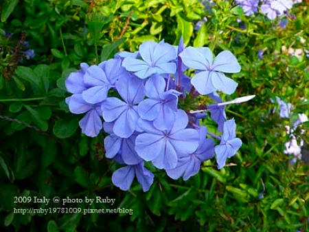 佛羅倫斯.米開朗基羅廣場4 佛羅倫斯.米開朗基羅廣場4