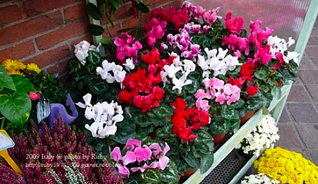 佛羅倫斯4 佛羅倫斯4