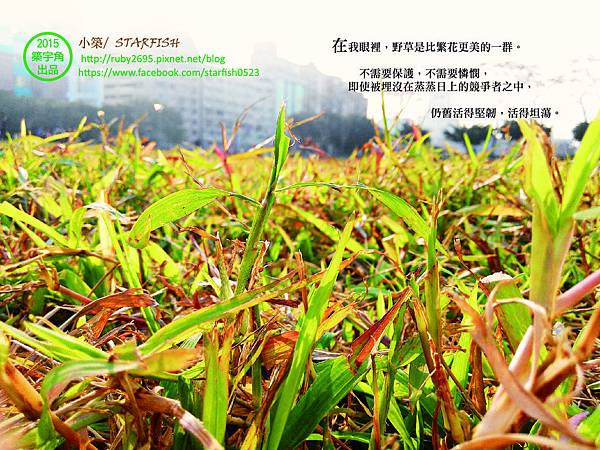 Postcard_除草有感