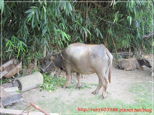 IMG_6549.JPG IMG_6549.JPG