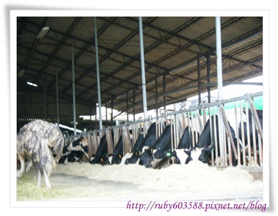 農場裡的乳牛 農場裡的乳牛