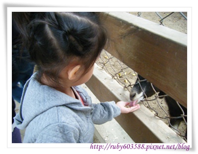 克服心理障礙餵羊咩咩 克服心理障礙餵羊咩咩