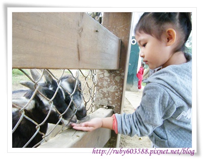 餵羊咩咩 餵羊咩咩