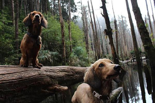 404614_428035290590869_1305567213_n