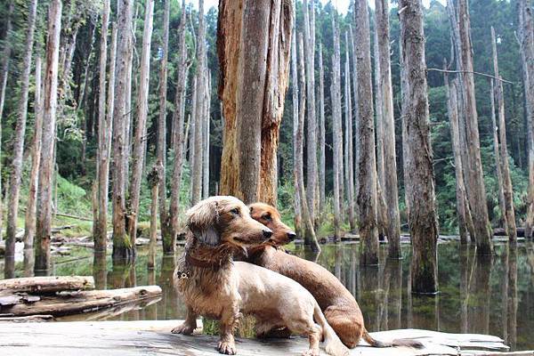 229961_428051780589220_778216752_n