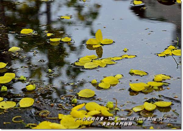 阿勃勒5 阿勃勒5