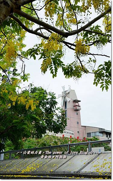 阿勃勒9 阿勃勒9