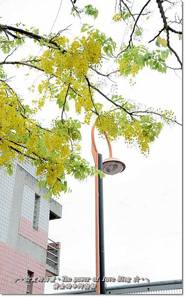 阿勃勒10 阿勃勒10