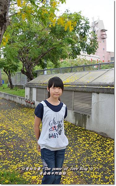 阿勃勒12 阿勃勒12