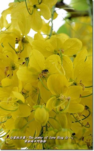 阿勃勒14 阿勃勒14