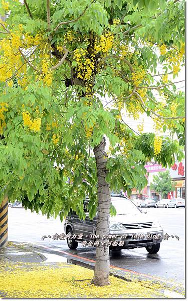 阿勃勒16 阿勃勒16