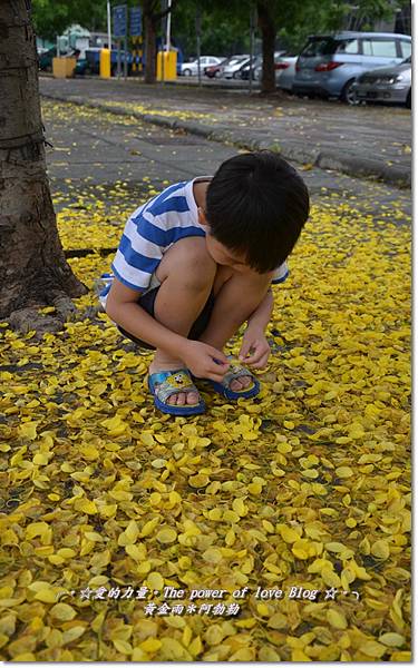 阿勃勒19 阿勃勒19