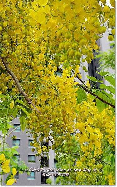 阿勃勒21 阿勃勒21