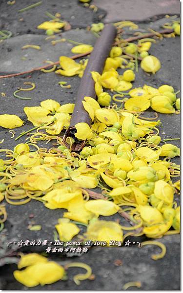 阿勃勒23 阿勃勒23