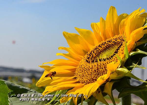花海1 花海1