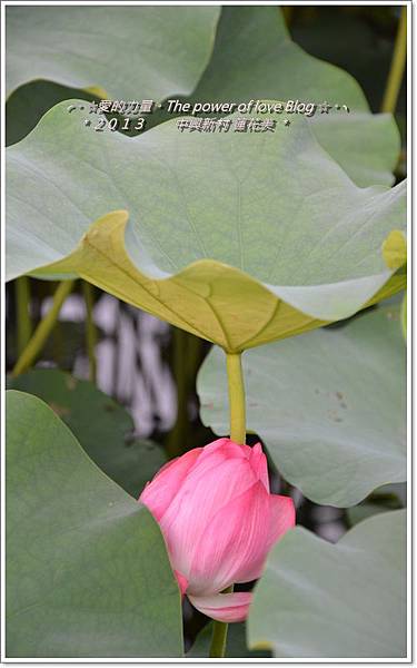 蓮花1 蓮花1