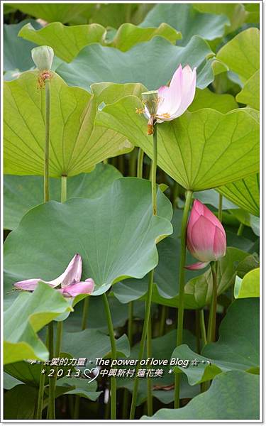 蓮花11 蓮花11