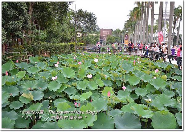 蓮花13