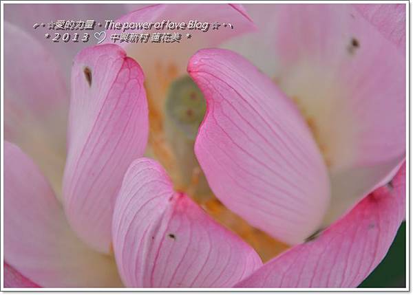 蓮花15 蓮花15