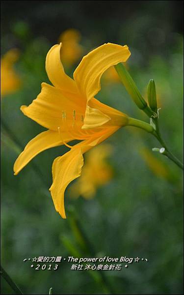 金針花3.jpg 金針花3.jpg