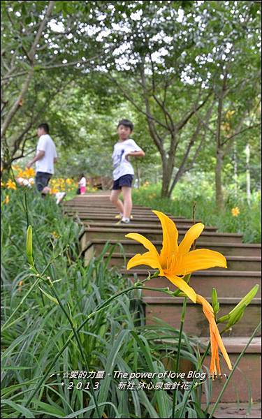 金針花4.jpg 金針花4.jpg