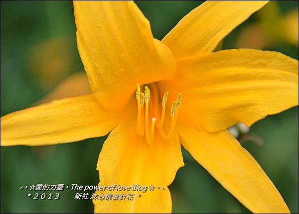 金針花5.jpg 金針花5.jpg