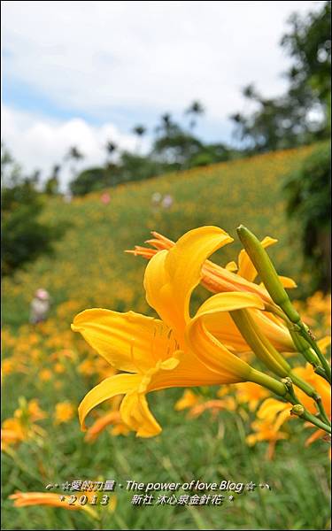 金針花8.jpg 金針花8.jpg