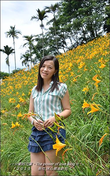 金針花9.jpg 金針花9.jpg