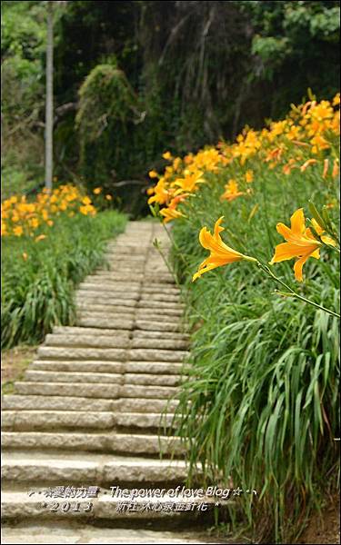 金針花12.jpg 金針花12.jpg