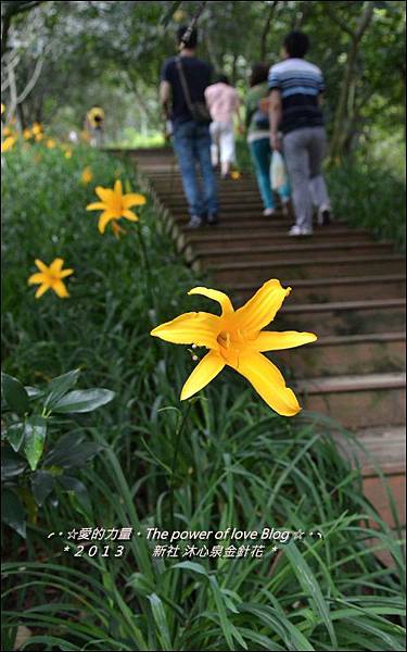 金針花13.jpg 金針花13.jpg