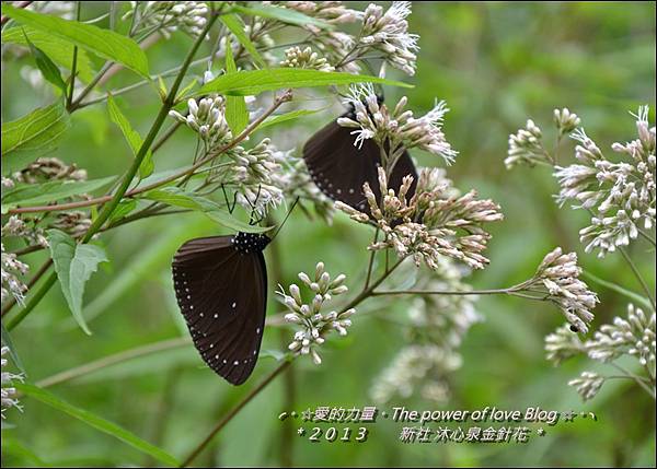 金針花15.jpg 金針花15.jpg