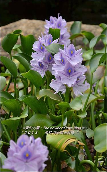 金針花16.jpg 金針花16.jpg