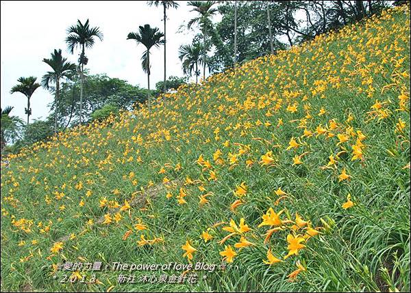 金針花20.jpg 金針花20.jpg